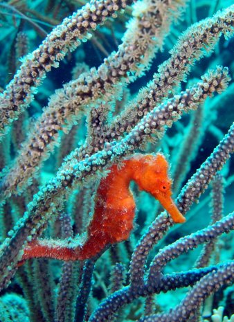 Bonairian Seahorse