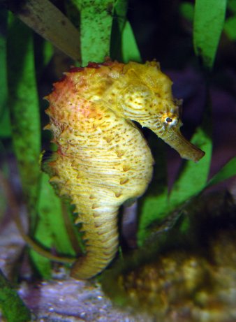 Bonairian Seahorse