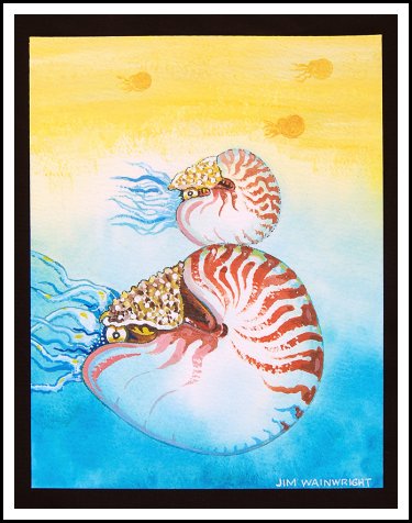 Nautilus Print